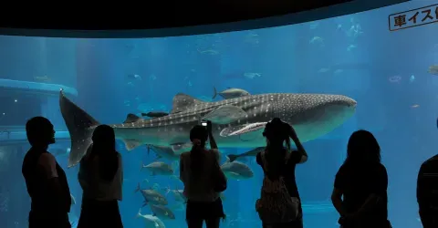 Aquarium d'Osaka